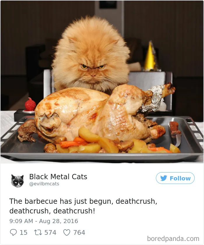 Twitter Account Pairs Cat Pics With Metal Lyrics And It's Just Perfect