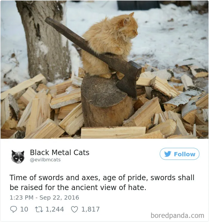 Twitter Account Pairs Cat Pics With Metal Lyrics And It's Just Perfect
