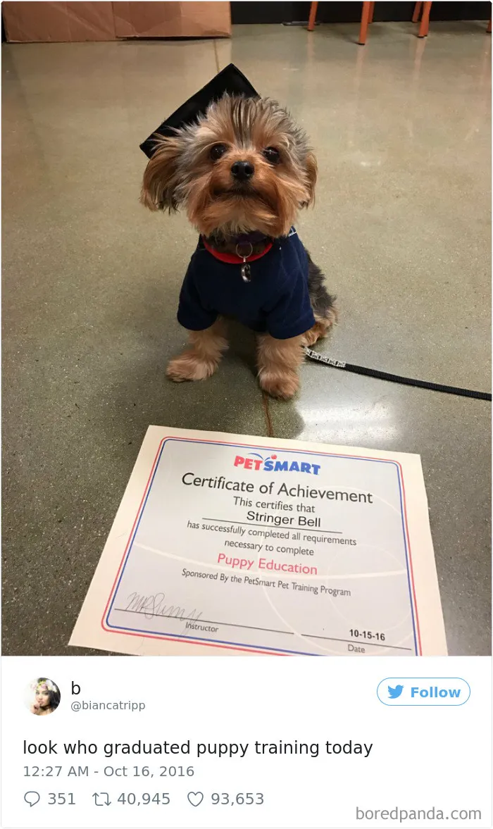 72 Spoiled Dogs That Live Better Than You Ever Will