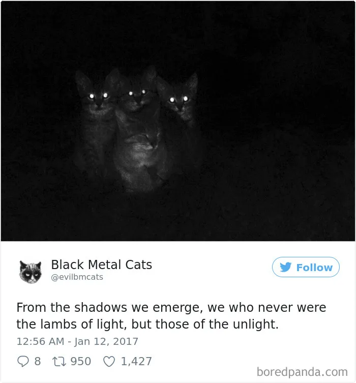 Twitter Account Pairs Cat Pics With Metal Lyrics And It's Just Perfect
