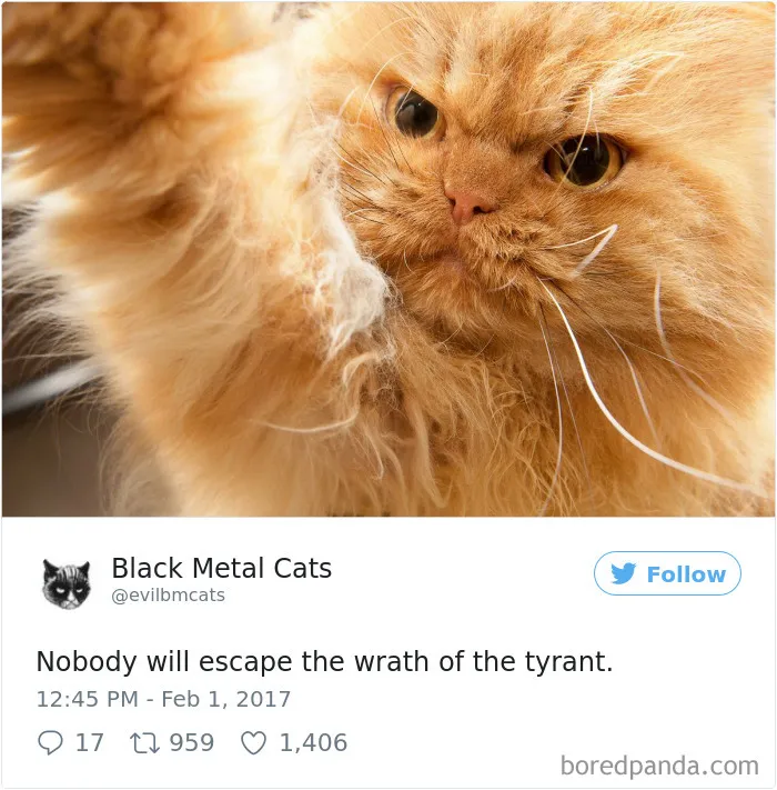Twitter Account Pairs Cat Pics With Metal Lyrics And It's Just Perfect