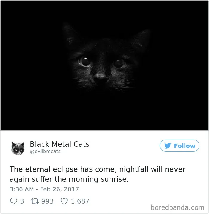 Twitter Account Pairs Cat Pics With Metal Lyrics And It's Just Perfect