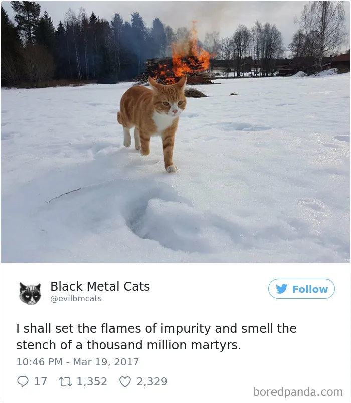 Twitter Account Pairs Cat Pics With Metal Lyrics And It's Just Perfect