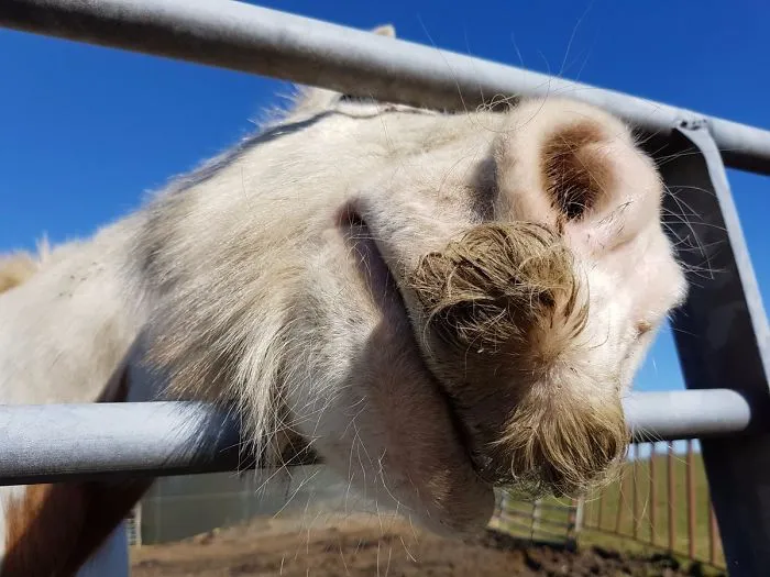 If You Ever Feel Sad, Just Remember That Horses Can Grow Moustaches