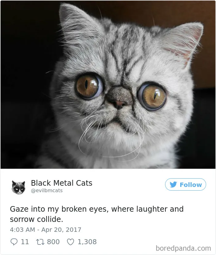 Twitter Account Pairs Cat Pics With Metal Lyrics And It's Just Perfect