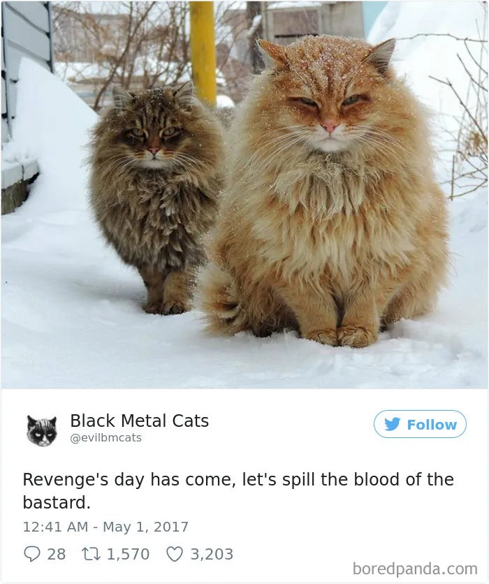 Twitter Account Pairs Cat Pics With Metal Lyrics And It's Just Perfect