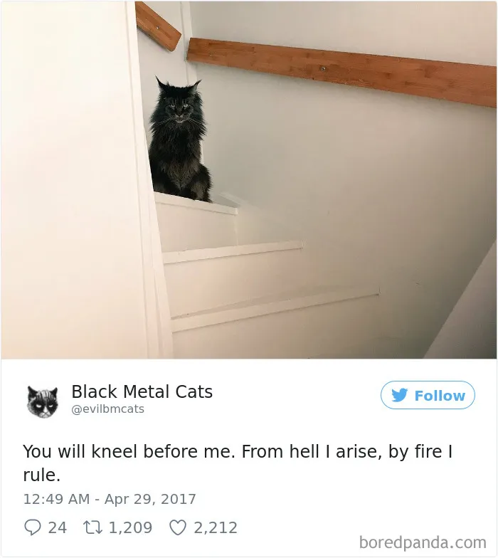 Twitter Account Pairs Cat Pics With Metal Lyrics And It's Just Perfect
