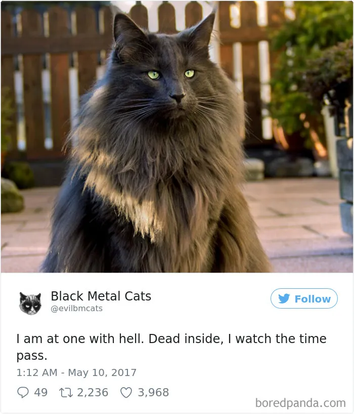 Twitter Account Pairs Cat Pics With Metal Lyrics And It's Just Perfect