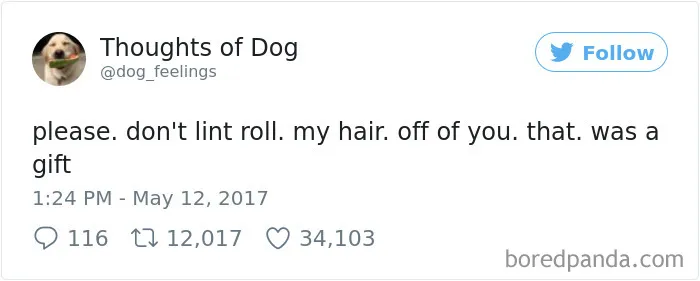 182 Of The Funniest Dog Thoughts That Dog Owners Will Understand Too Well