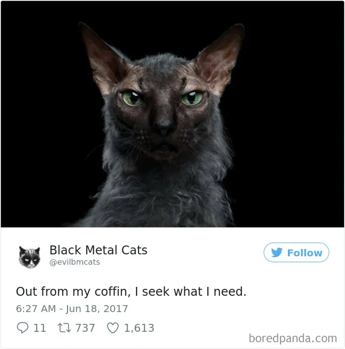 Twitter Account Pairs Cat Pics With Metal Lyrics And It's Just Perfect