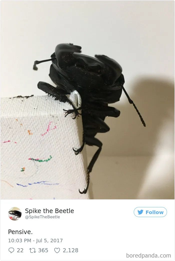 Woman Has Stag Beetle As A Pet And Her Tweets Will Make Your Day