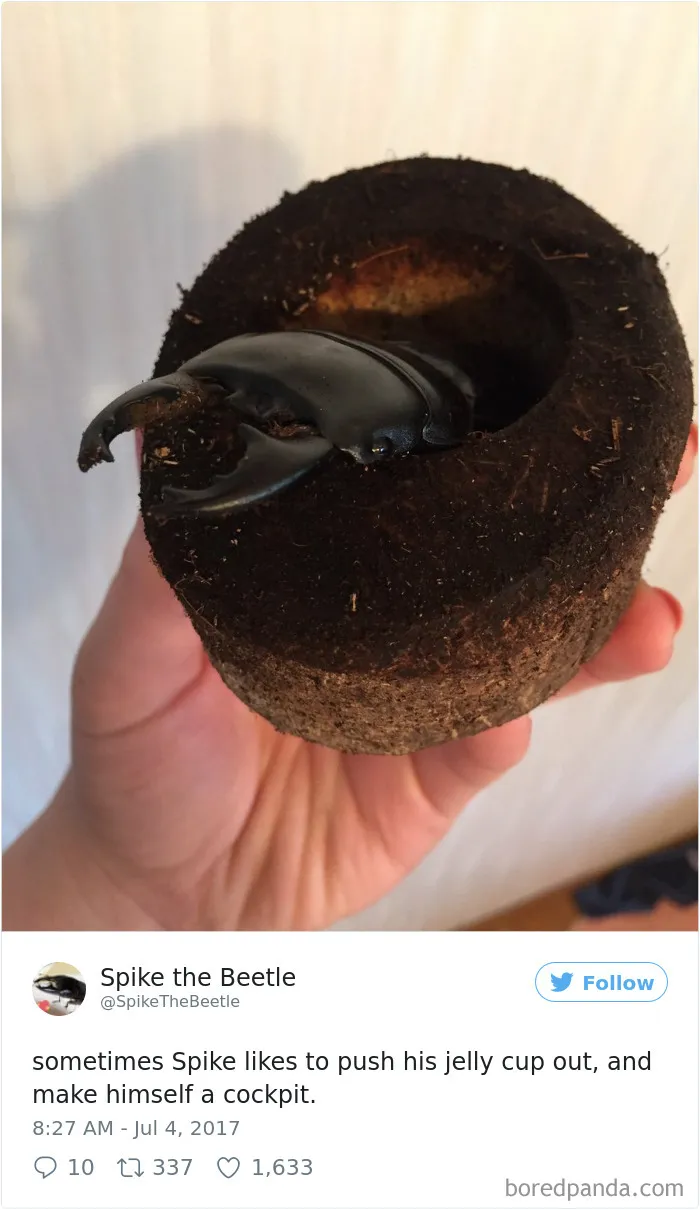 Woman Has Stag Beetle As A Pet And Her Tweets Will Make Your Day