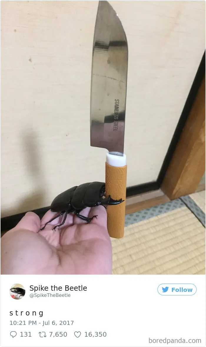 Woman Has Stag Beetle As A Pet And Her Tweets Will Make Your Day