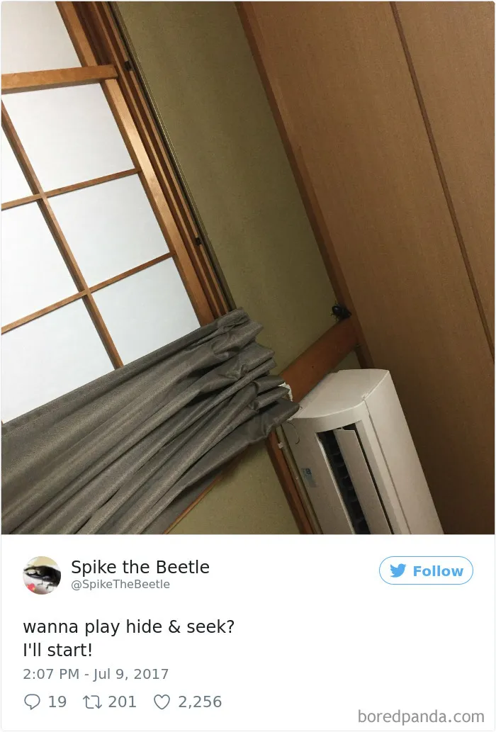 Woman Has Stag Beetle As A Pet And Her Tweets Will Make Your Day