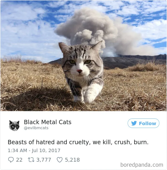 Twitter Account Pairs Cat Pics With Metal Lyrics And It's Just Perfect