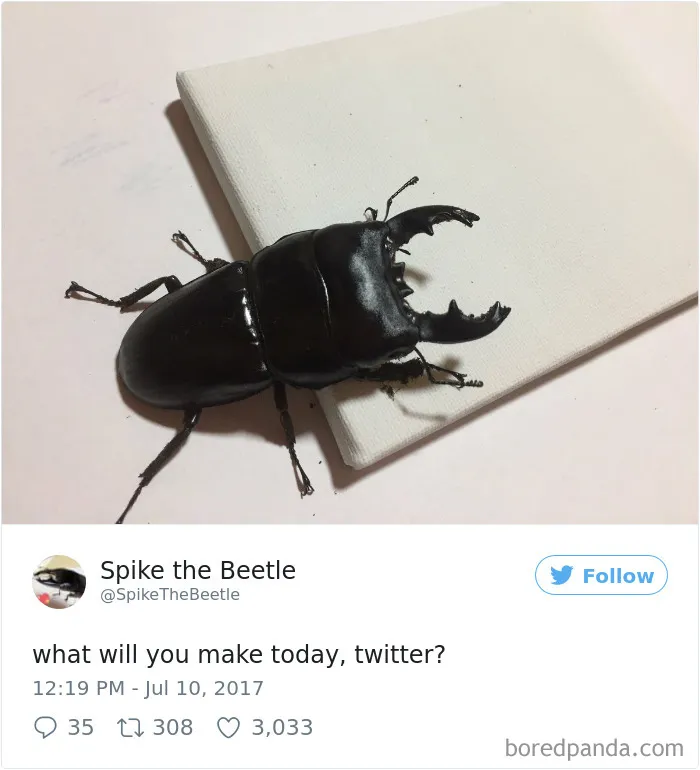 Woman Has Stag Beetle As A Pet And Her Tweets Will Make Your Day