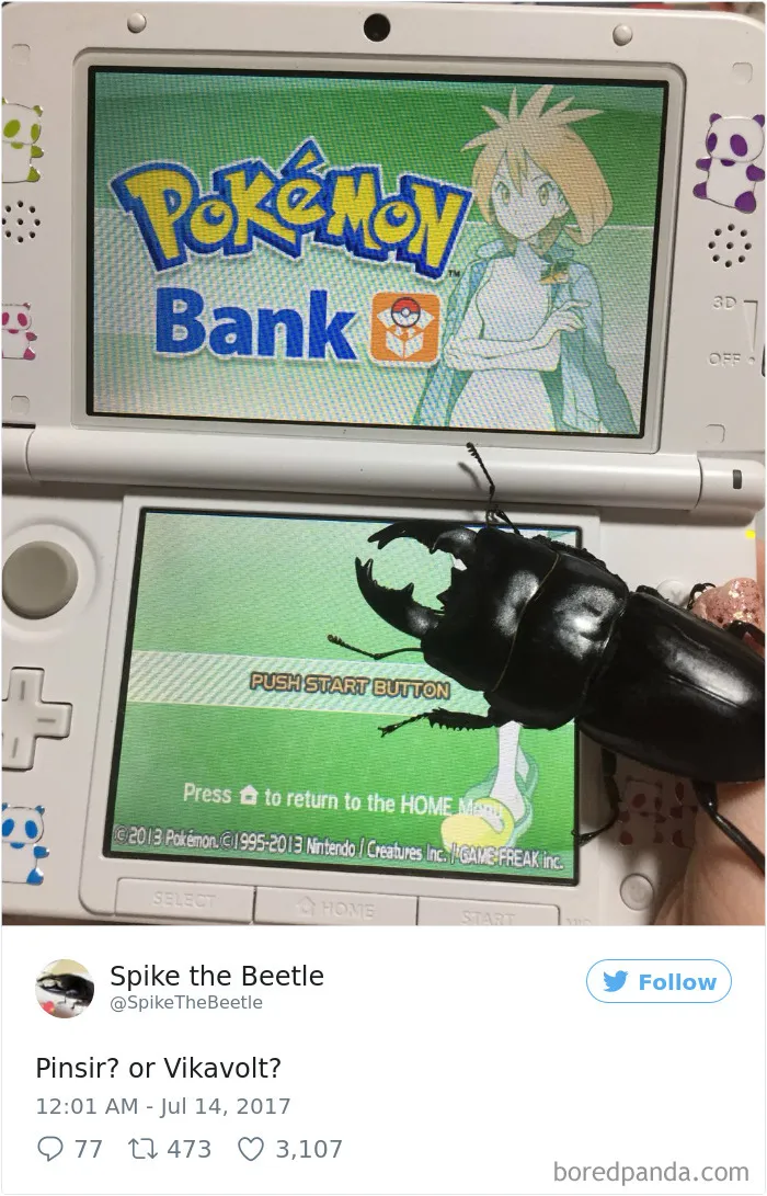 Woman Has Stag Beetle As A Pet And Her Tweets Will Make Your Day