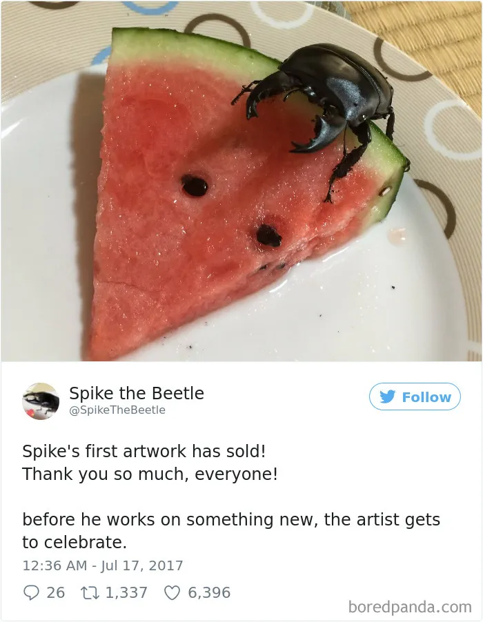 Woman Has Stag Beetle As A Pet And Her Tweets Will Make Your Day
