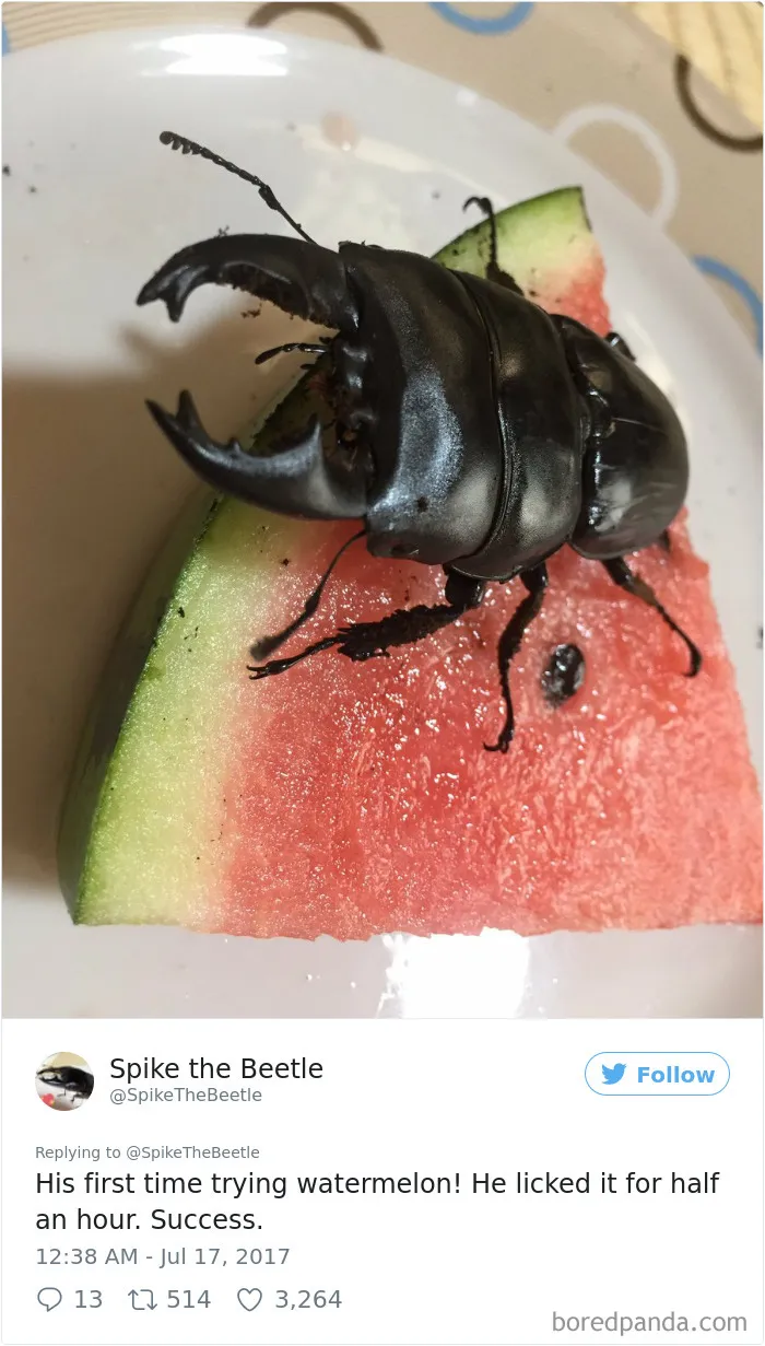 Woman Has Stag Beetle As A Pet And Her Tweets Will Make Your Day