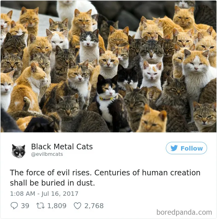 Twitter Account Pairs Cat Pics With Metal Lyrics And It's Just Perfect