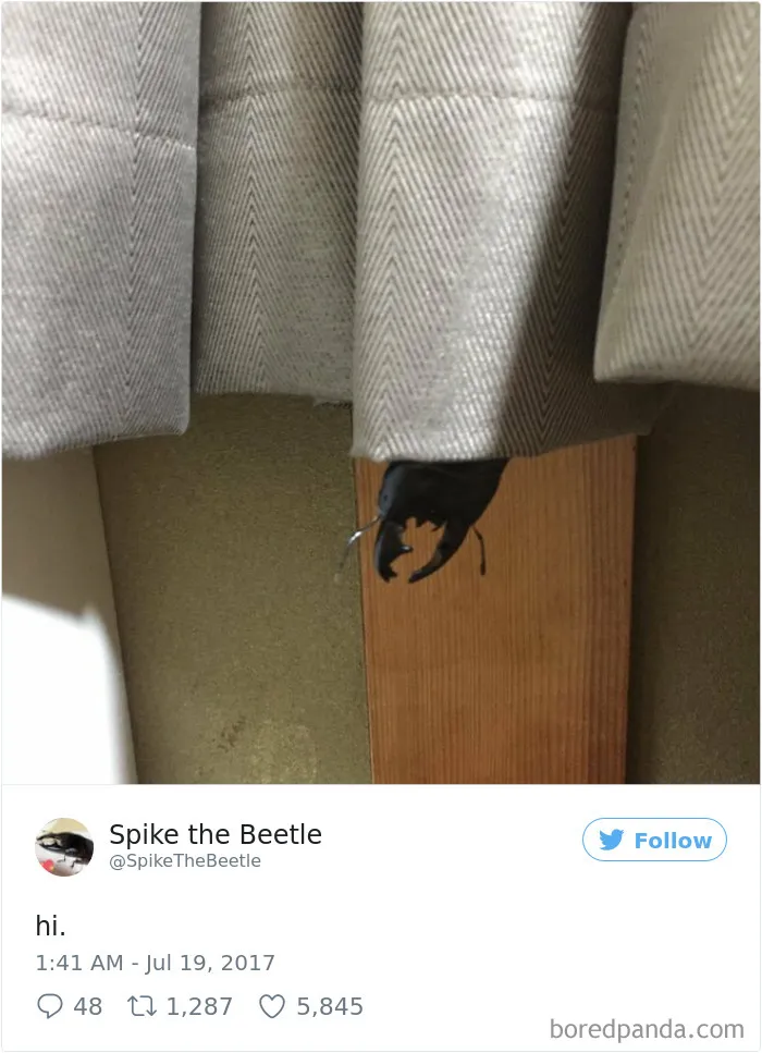 Woman Has Stag Beetle As A Pet And Her Tweets Will Make Your Day