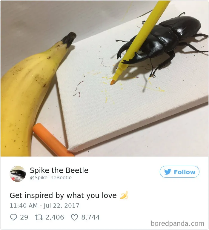Woman Has Stag Beetle As A Pet And Her Tweets Will Make Your Day