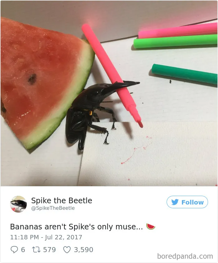 Woman Has Stag Beetle As A Pet And Her Tweets Will Make Your Day