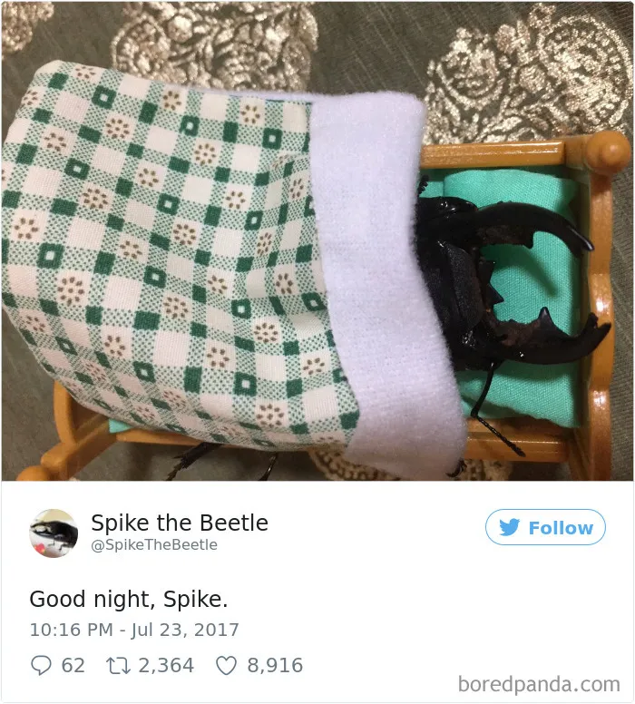 Woman Has Stag Beetle As A Pet And Her Tweets Will Make Your Day