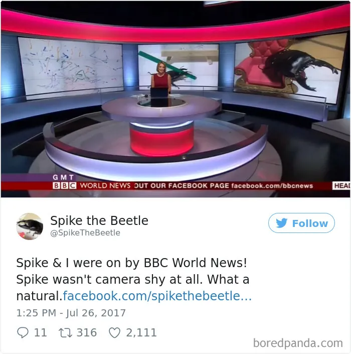 Woman Has Stag Beetle As A Pet And Her Tweets Will Make Your Day