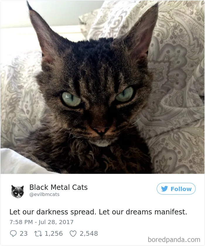 Twitter Account Pairs Cat Pics With Metal Lyrics And It's Just Perfect