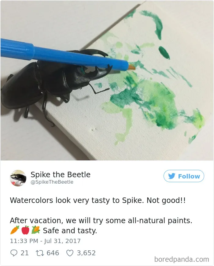Woman Has Stag Beetle As A Pet And Her Tweets Will Make Your Day