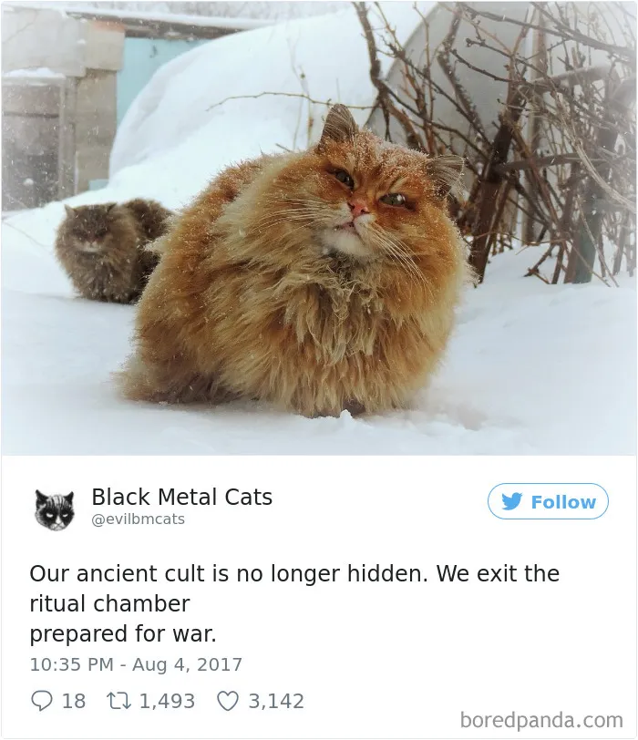 Twitter Account Pairs Cat Pics With Metal Lyrics And It's Just Perfect