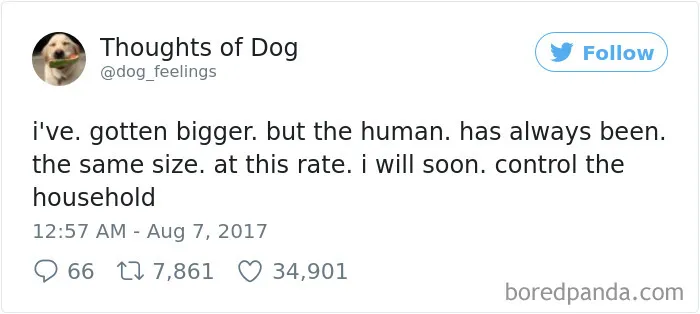 182 Of The Funniest Dog Thoughts That Dog Owners Will Understand Too Well