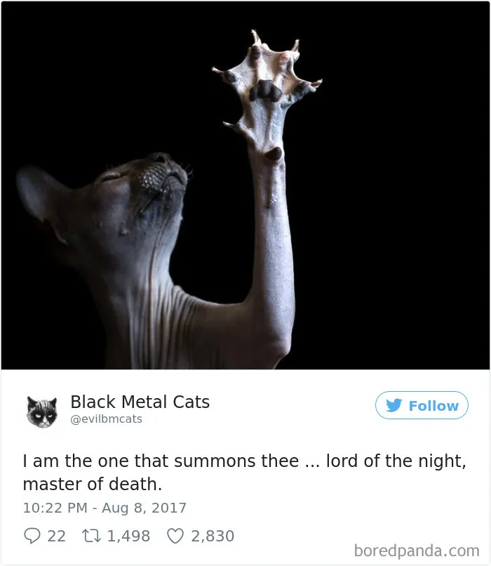 Twitter Account Pairs Cat Pics With Metal Lyrics And It's Just Perfect