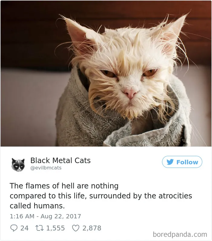 Twitter Account Pairs Cat Pics With Metal Lyrics And It's Just Perfect