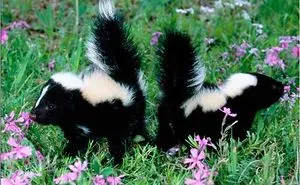 Cute Animals Stopping To Smell The Flowers