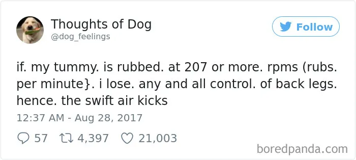 182 Of The Funniest Dog Thoughts That Dog Owners Will Understand Too Well