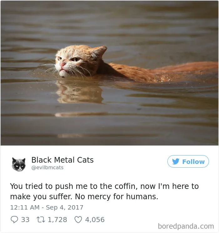 Twitter Account Pairs Cat Pics With Metal Lyrics And It's Just Perfect