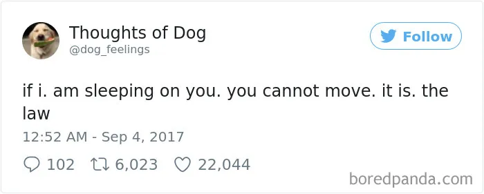 182 Of The Funniest Dog Thoughts That Dog Owners Will Understand Too Well