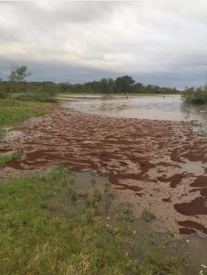 Flooded muddy landscape creating a nope-worthy scene in nature.