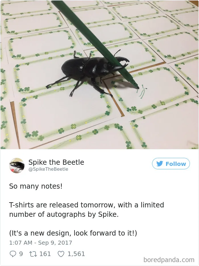 Woman Has Stag Beetle As A Pet And Her Tweets Will Make Your Day