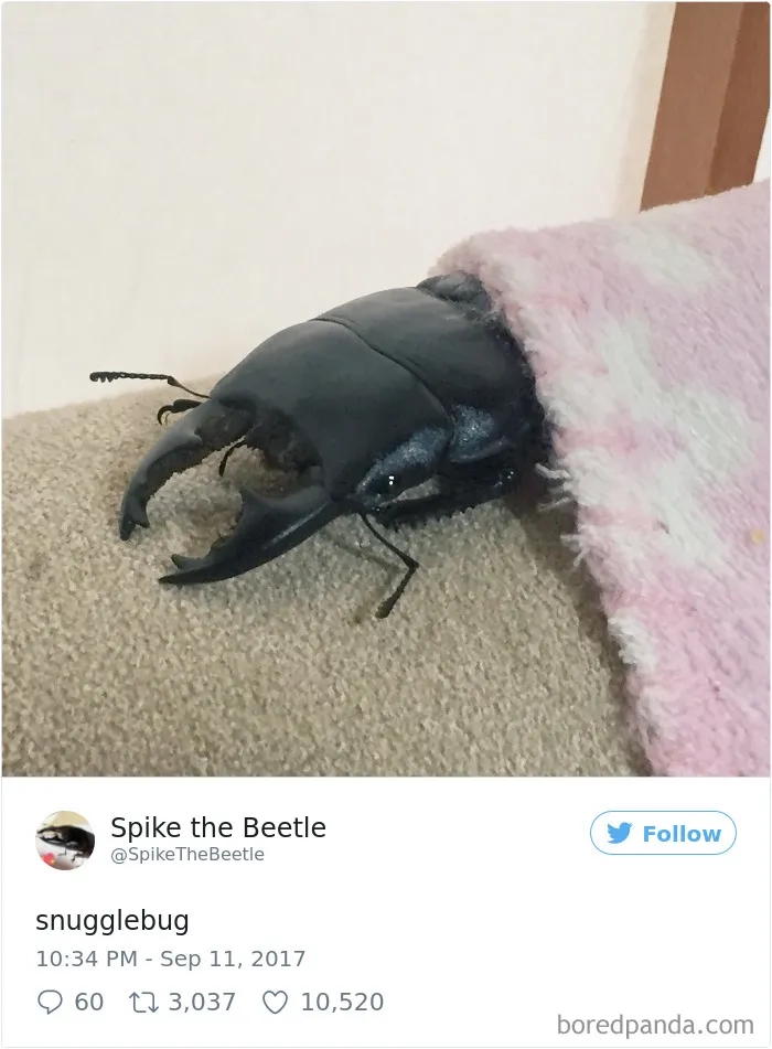 Woman Has Stag Beetle As A Pet And Her Tweets Will Make Your Day