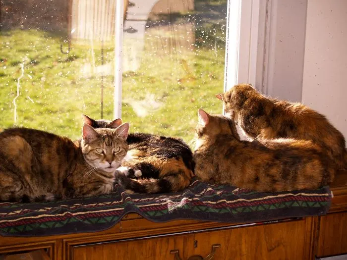 My Calico Girls Enjoying The Sun