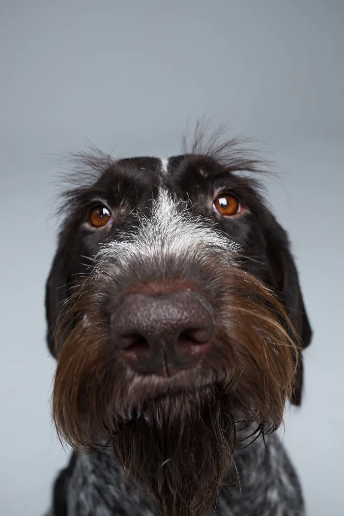 We Proved That Every Dog Has Its Own Human-Like Personality Through Funny Portraits