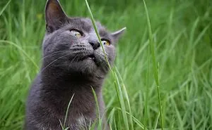 Discover The Best Toy For Cats. They Go Crazy With It!