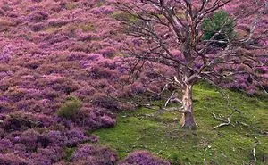 I Want To Show The Beauty Of The Veluwe....