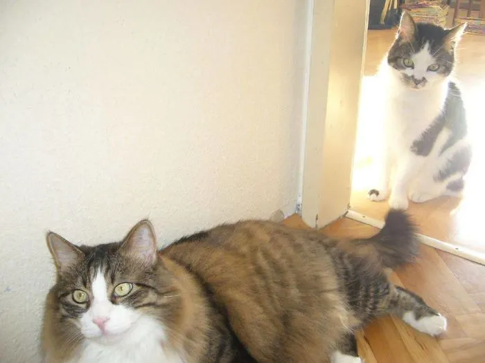 Flufferbutt Gizzy With His Patchwork Brofur Thori, They Also Have A Patchwork Sisfur Named Sisi, But She´s Not On A Pic With Them Yet, No Own Camera Here!!!