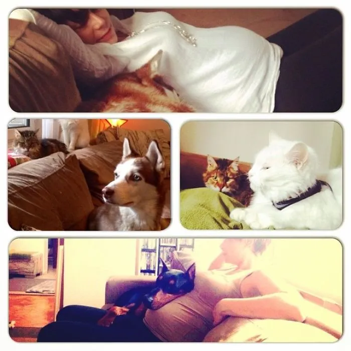 2 Cats, 2 Dogs, 2 Turtles... 4 Months After This Picture We Added An Homo Sapiens :)