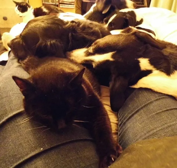 Lets All Snuggle On The Pet Humans Lap