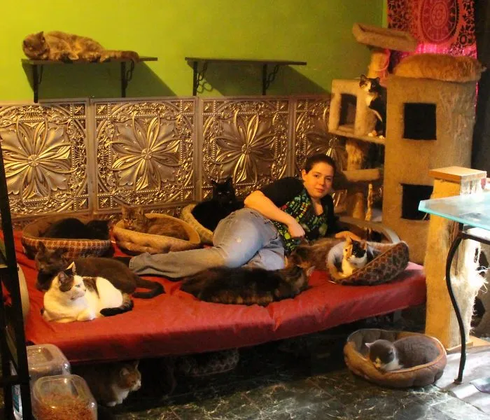 Happiness Times A Dozen Plus.... I Have 15 Kids (aka Cats, All Spayed/neutered). This Is Their Room, Set Up With Cat Trees And Supplies Just For Them. Most Have Been Rescued As Young Kittens And With Me Well Over A Decade. Pictured Are 13 Of My Guys With Me. The Big Black And Brown Tabby I Lost Earlier This Year To Cancer...but Not  3 Months Later, A Relative Brought Home A Mom And 2 Two-week-old Kittens To 'foster'....well, Turns Out, They Blended Perfectly With The Group And Are Here To Stay. There's Nothing Quite Like Being Surrounded By All This Love. Some Were Ex-ferals That Couldn't Be Handled, That Now Reach Out To Lick My Face And Cuddle. They're Worth All The Effort And Then Some.